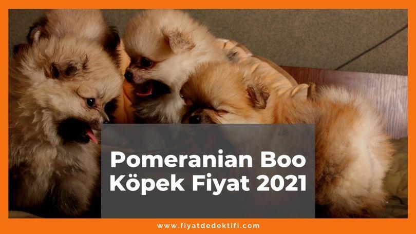 Pomeranian Boo Köpek Fiyat