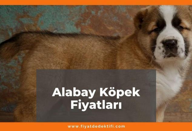 Alabay (Alabai) Köpek Fiyatları 2021, Yavru Alabay Köpek Fiyatı , alabai köpek fiyatları ne kadar kaç tl oldu zamlandı mı güncellendi mi
