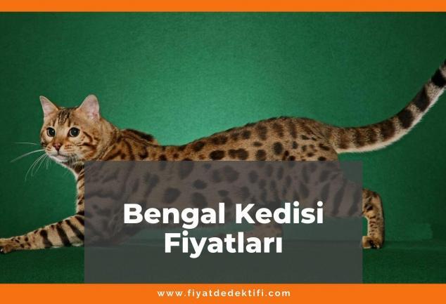 Bengal Kedisi Fiyatları 2021, Yavru Bengal Kedisi Ortalama Fiyatı, bengal kedisi fiyatları ne kadar kaç tl oldu zamlandı mı güncellendi mi