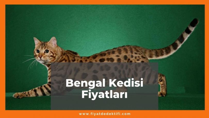 Bengal Kedisi Fiyatları 2021, Yavru Bengal Kedisi Ortalama Fiyatı, bengal kedisi fiyatları ne kadar kaç tl oldu zamlandı mı güncellendi mi