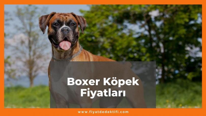 Boxer Köpek Fiyatları 2021, Yavru Boxer Köpek Fiyatı, boxer köpek fiyatları ne kadar kaç tl oldu zamlandı mı güncellendi mi