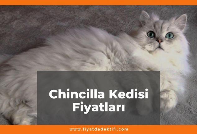 Chinchilla Kedisi Fiyatları 2021, Yavru Chinchilla Kedisi Fiyatı, chincilla kedisi fiyatları ne kadar kaç tl oldu zamlandı mı güncellendi mi
