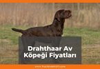 Drahthaar Av Köpeği Fiyatları 2021, Yavru Drahthaar Av Köpeği Fiyatı, drahtaar av köpeği fiyatları ne kadar kaç tl oldu zamlandı mı güncellendi mi
