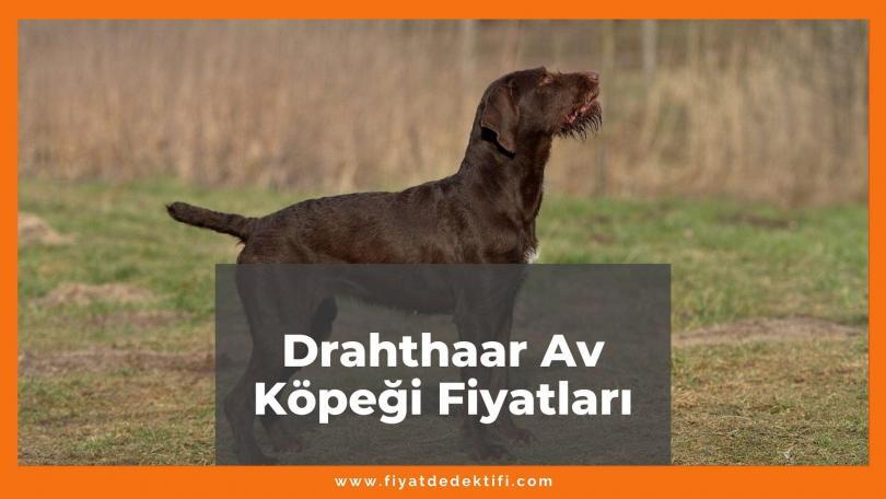 Drahthaar Av Köpeği Fiyatları 2021, Yavru Drahthaar Av Köpeği Fiyatı, drahtaar av köpeği fiyatları ne kadar kaç tl oldu zamlandı mı güncellendi mi