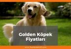 Golden Köpek Fiyatları 2021, Yavru Golden Köpek Fiyatı, golden köpek fiyatları ne kadar kaç tl oldu zamlandı mı