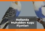 Hollanda Muhabbet Kuşu Fiyatları 2021, Dişi-Erkek Muhabbet Kuşu Fiyatı, hollanda muhabbet kuşu fiyatları ne kadar kaç tl oldu