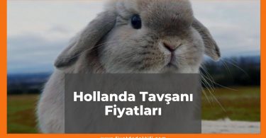 Hollanda Tavşanı Fiyatları 2021, Lop Tavşanı - Cüce Tavşanı Fiyatı, hollanda tavşanı fiyatları ne kadar kaç tl oldu zamlandı mı