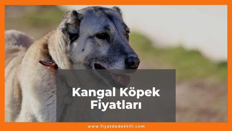 Kangal Köpek Fiyatları 2021, Yavru Safkan Kangal Fiyatı, kangal köpek fiyatları ne kadar kaç tl oldu zamlandı mı güncellendi mi