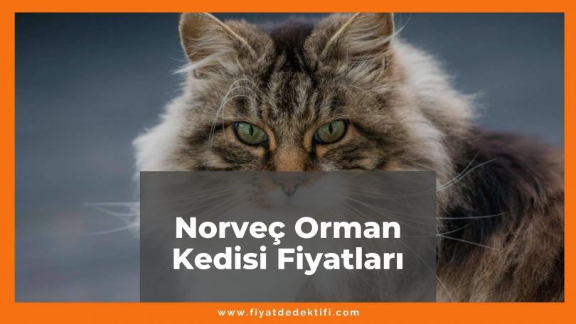 Norveç Orman Kedisi Fiyatları 2021, Yavru Norveç Orman Kedisi Fiyatı, norveç orman kedisi fiyatları ne kadar kaç tl oldu zamlandı mı