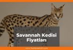 Savannah Kedisi Fiyatları 2021, Savannah Kedisi F3-F4-F5 Fiyatı, savannah kedisi fiyatları ne kadar kaç tl oldu zamlandı mı güncellendi mi