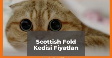 Scottish Fold (İskoç) Kedisi Fiyatları 2021, Yavru Scottish Fold Fiyatı, scottish fold kedisi ne kadar kaç tl oldu zamlandı mı güncellendi mi