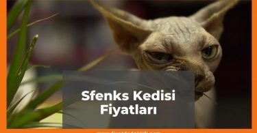 Sphynx (Sfenks) Kedisi Fiyatları 2021, Yavru Sfenks Kedisi Fiyatı, sfenks kedisi fiyatları ne kadar kaç tl oldu zamlandı mı güncellendi mi