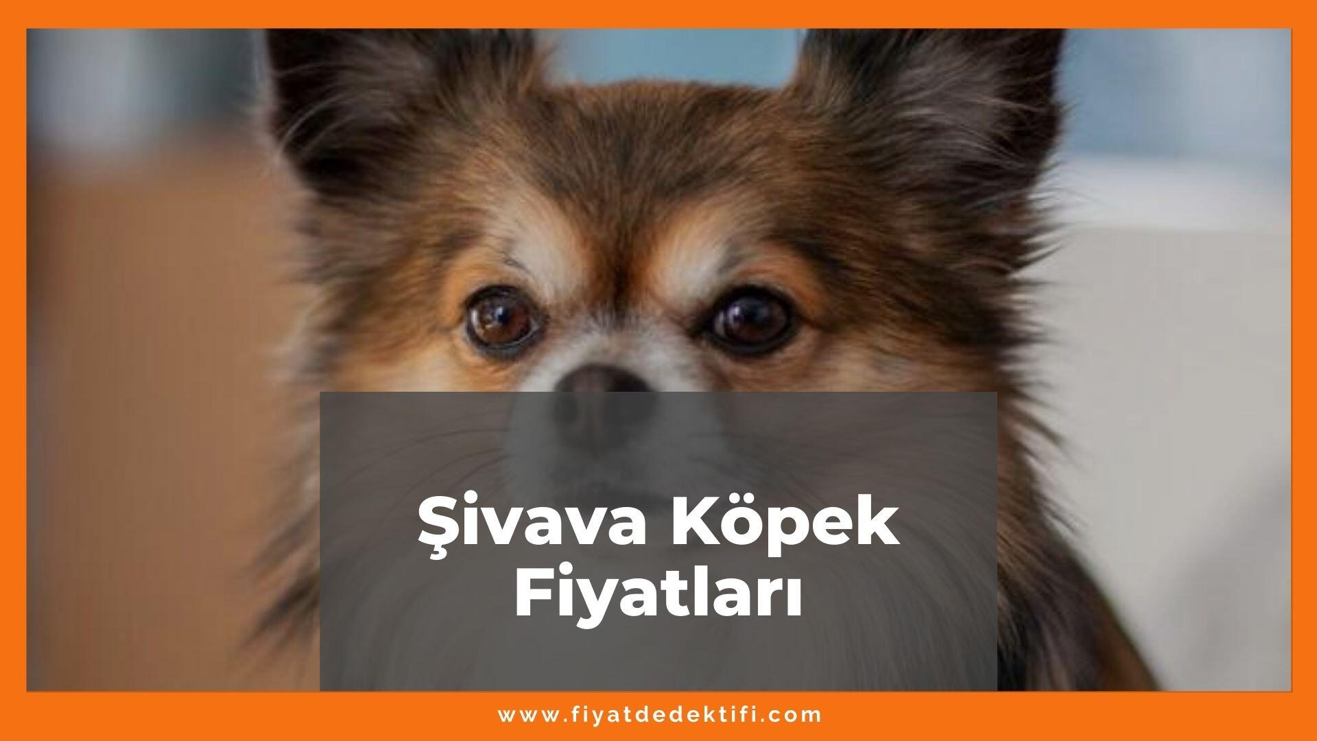 Chihuahua (Şivava) Köpek Fiyatları 2024, Yavru Şivava Köpek Fiyatı ...