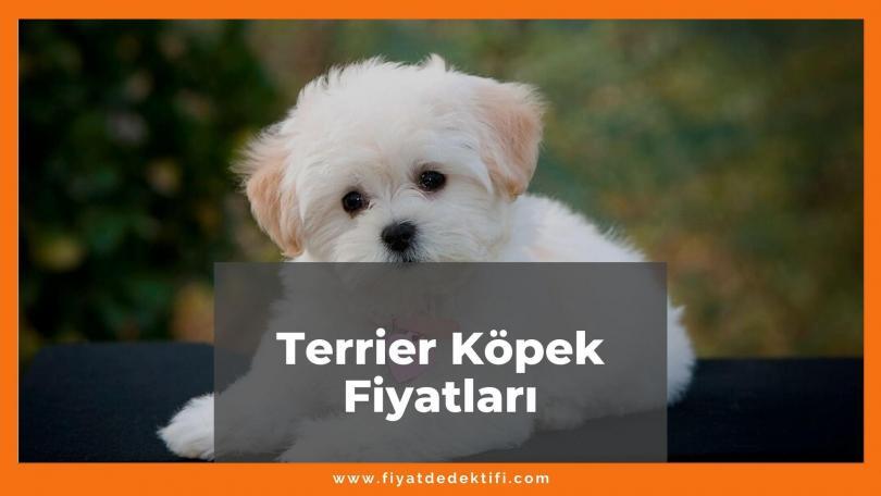 Terrier Maltese (Malta Köpeği) Fiyatları 2021, Yavru Malta Köpeği Fiyatı, malta köpeği fiyatları ne kadar kaç tl oldu zamlandı mı