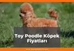 Toy Poodle Köpek Fiyatları 2021, Yavru Toy Poodle Köpek Fiyatı, toy poodle köpek fiyatları ne kadar kaç tl oldu zamlandı mı